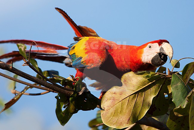 Geelvleugelara, Scarlet Macaw, Ara macao stock-image by Agami/Martijn Verdoes,