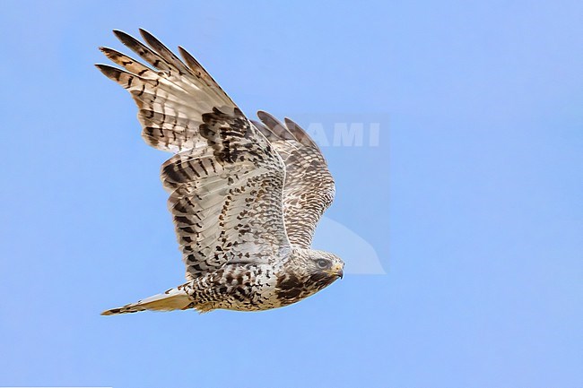 Rough-legged Buzzard (Buteo lagopus) in Norway. stock-image by Agami/Daniele Occhiato,