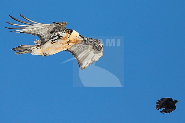 Bearded Vulture (Gypaetus barbatus ssp. barbatus), in flight over snow-covered Alps in Switzerland, adult stock-image by Agami/Ralph Martin,