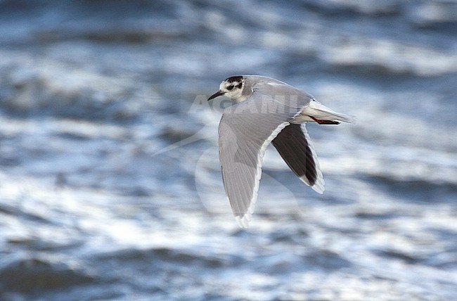 Adult winter Dwergmeeuw in vlucht, Adult winter Little Gull in flight stock-image by Agami/Karel Mauer,