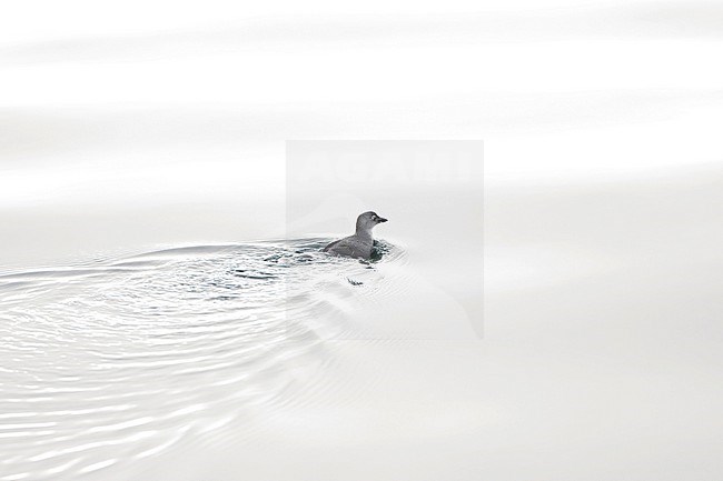 Cassin's Auklet, Ptychoramphus aleuticus, swimming off the coast of California, USA> stock-image by Agami/Marc Guyt,