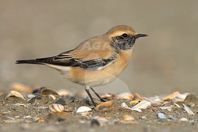 Desert Wheatear on beach of IJmuiden, Netherlands ; Woestijntapuit op het strand van IJmuiden stock-image by Agami/Marc Guyt,