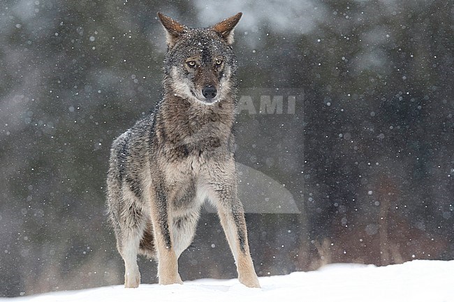 Wolf in snow covered forest in Poland stock-image by Agami/Han Bouwmeester,