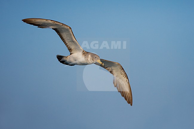 Berta maggiore; Scopoli's Shearwater; Calonectris diomedea stock-image by Agami/Daniele Occhiato,