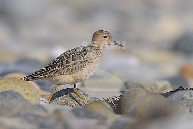 Buff-breasted sandpiper (Calidris subruficollis) juvenile, with pebbles as background. stock-image by Agami/Sylvain Reyt,