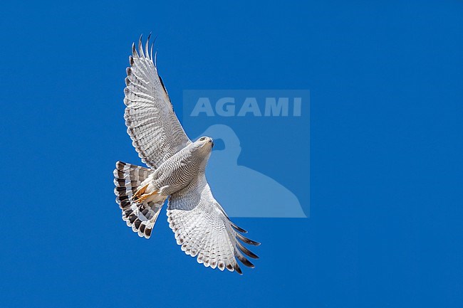 Adult 
Pima Co., AZ
April 2024 stock-image by Agami/Brian E Small,