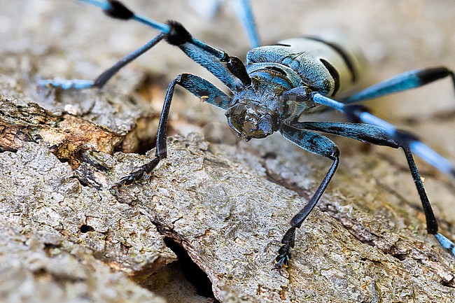 Rosalia alpina - Alpine longhorn beetle - Alpenbock, Germany (Baden-Württemberg), imago stock-image by Agami/Ralph Martin,