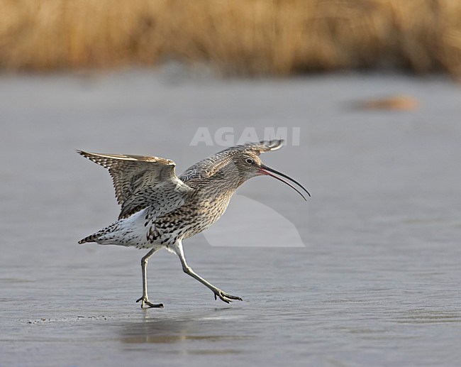 Wulp met vleugels gespreid; Eurasian Curlew with wings spread out stock-image by Agami/Markus Varesvuo,