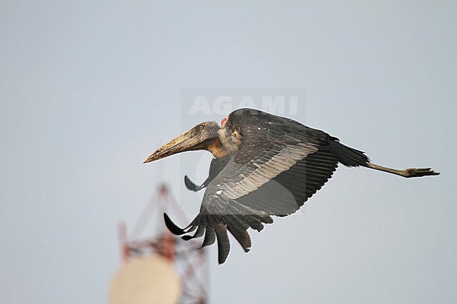 Greater Adjutant (Leptoptilos dubius), an endangered member of the stork family, Ciconiidae. stock-image by Agami/James Eaton,