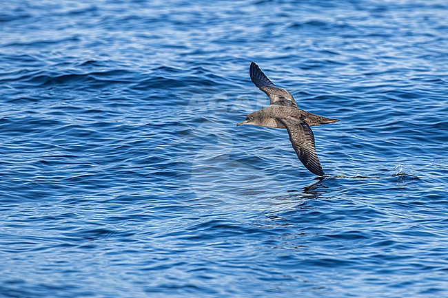  stock-image by Agami/Menno van Duijn,
