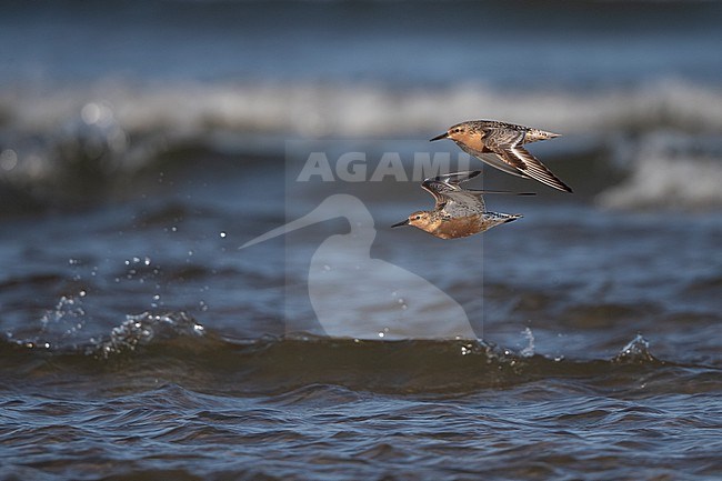 A pair of adult Red Knot (Calidris canutus) flying over water during migration at Blåvandshuk, Denmark stock-image by Agami/Helge Sorensen,