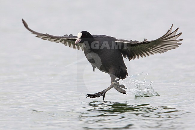 Meerkoet,  Eurasian Coot stock-image by Agami/Daniele Occhiato,