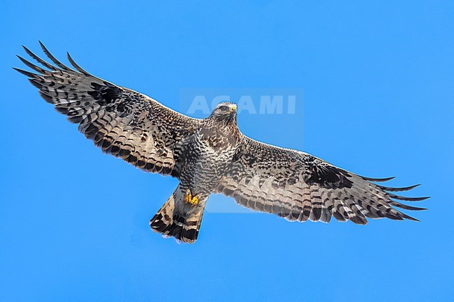 Rough-legged Buzzard (Buteo lagopus) in Norway. stock-image by Agami/Daniele Occhiato,