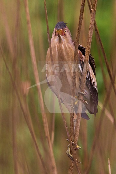 Tarabusino; Little Bittern; Ixobrychus minutus stock-image by Agami/Daniele Occhiato,