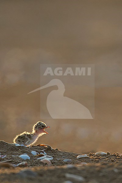 Backlight of a little tern chick at his nest on the beach in Ebro delta, mediterranean coast of Spain. stock-image by Agami/Rafael Armada,