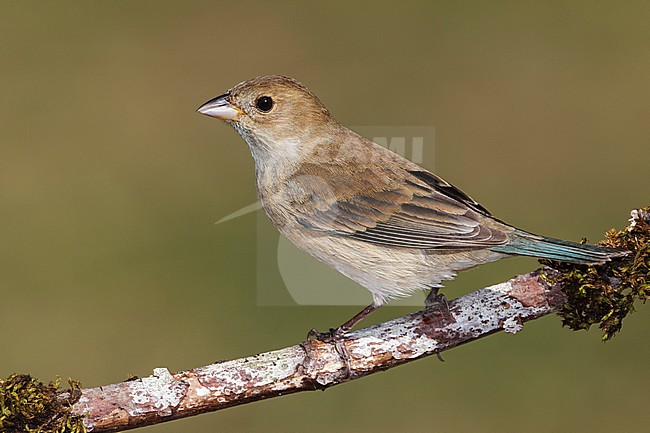 Adult female
Galveston Co., TX
May 2012 stock-image by Agami/Brian E Small,