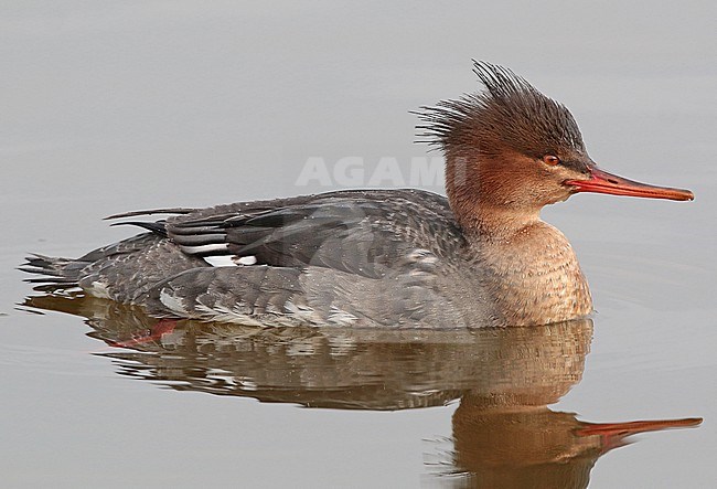Red-breasted Merganser (Mergus serrator), first winter male swimming, seen from the side. stock-image by Agami/Fred Visscher,