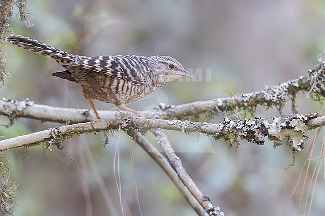 Gray-barred Wren (Campylorhynchus megalopterus)in mexico stock-image by Agami/Dubi Shapiro,