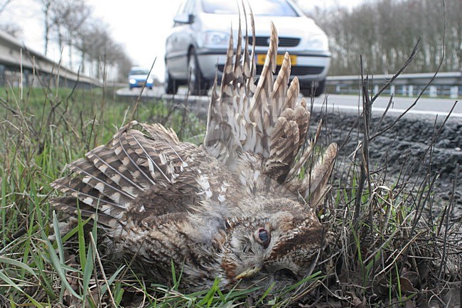 Tawny Owl traffic victim; Bosuil verkeersslachtoffer stock-image by Agami/Chris van Rijswijk,