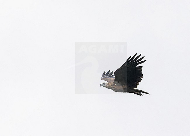 Adult Sanford's sea eagle (Haliaeetus sanfordi), also known as Sanford's fish eagle or Solomon eagle, is a sea eagle endemic to the Solomon Islands. stock-image by Agami/Pete Morris,