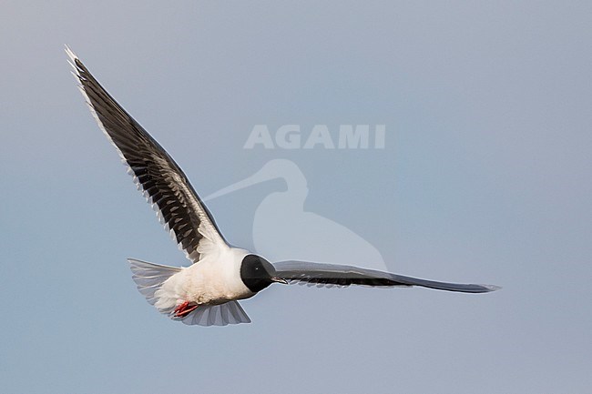 Dwergmeeuw, Little Gull, Hydrocoloeus minutus, Russia (Tscheljabinsk), adult stock-image by Agami/Ralph Martin,