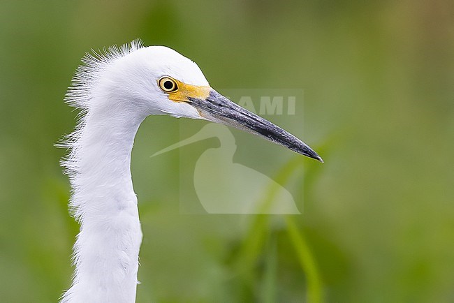 Snowy Egret (Egretta thula) in El Salvador stock-image by Agami/Dubi Shapiro,