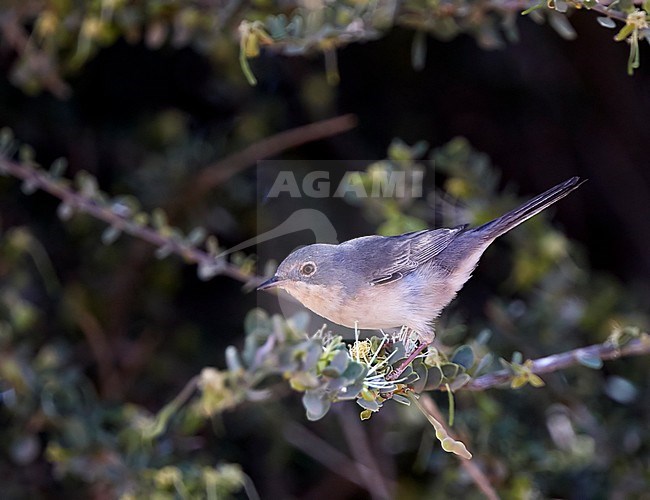 Possible female type Moltoni's Warbler (Sylvia subalpina) perched on a branch in the Western Sahara. stock-image by Agami/Tomi Muukkonen,