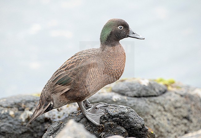 Male Campbell Island Teal (Anas nesiotis), also known Campbell Teal. A small, flightless, nocturnal species of dabbling duck endemic to the Campbell Island group of New Zealand. stock-image by Agami/Marc Guyt,