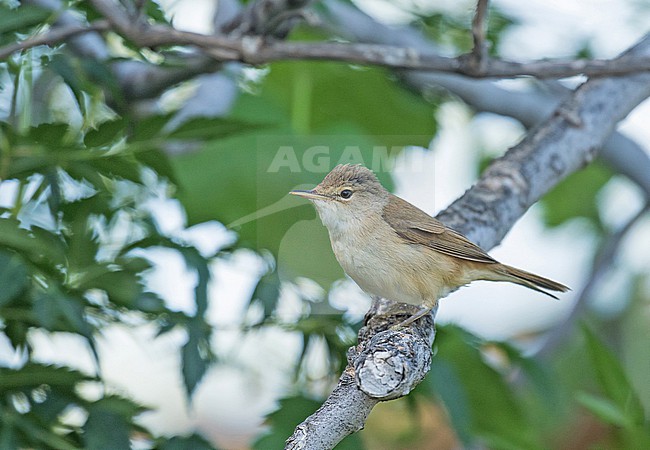 African reed warbler (Acrocephalus baeticatus) in South Africa. stock-image by Agami/Pete Morris,