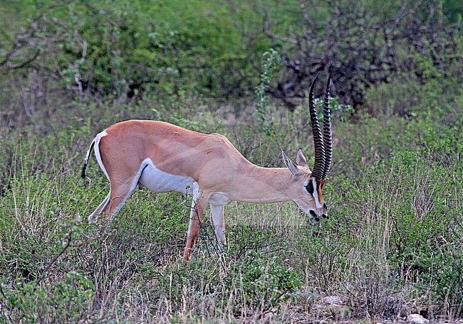 Grantgazelle, Grant's gazelle ssp brighti stock-image by Agami/Pete Morris,