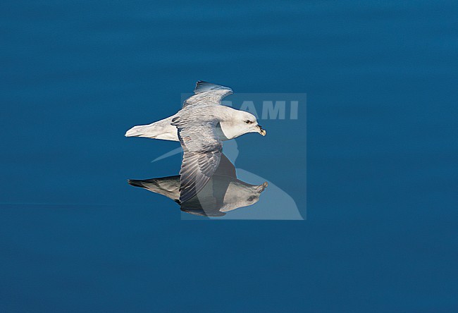 Northern Fulmar (Fulmarus glacialis) in flight at Svalbard, Arctic Norway. Flying low of the arctic water with perfect reflection. stock-image by Agami/Marc Guyt,