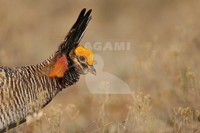 Adult male
Roosevelt Co., NM
April 2006 stock-image by Agami/Brian E Small,
