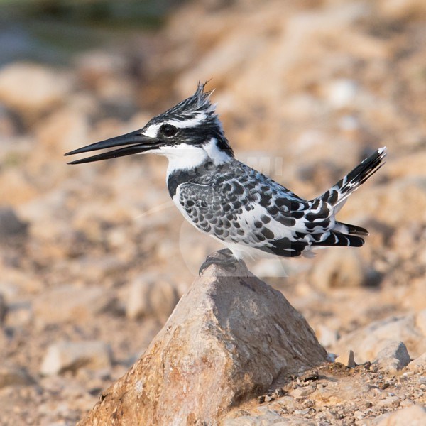 Side view of a Pied Kingfisher (Ceryle rudis) hovering in the air shopving upper wings. Israel, Asia stock-image by Agami/Markku Rantala,