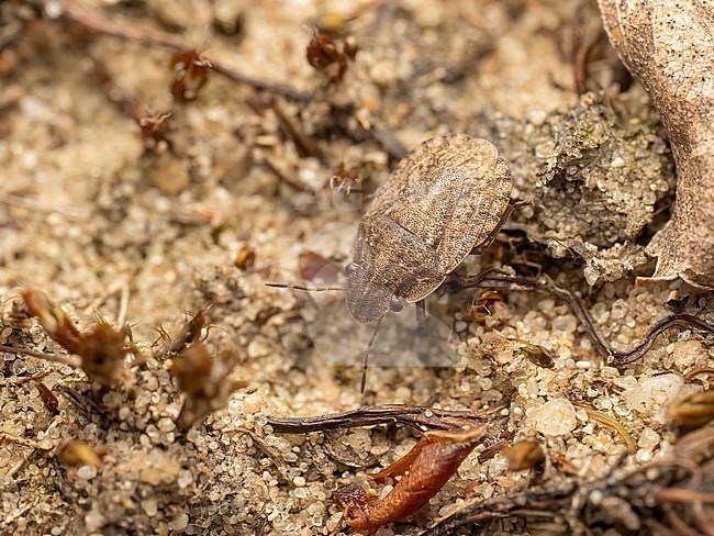 Sciocoris cursitans blending in in it's surroundings stock-image by Agami/Arnold Meijer,