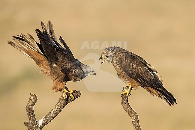 Black Kite (Milvus migrans) in Spain stock-image by Agami/Alain Ghignone,