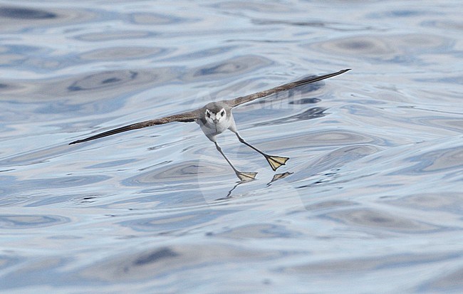 Bont Stromvogeltje in vlucht, White-faced Storm-Petrel in flight stock-image by Agami/Mike Danzenbaker,