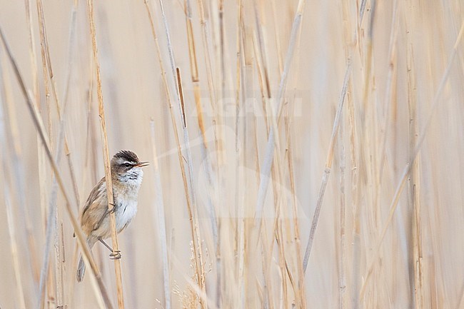 Moustached Warbler (Acrocephalus melanopogon) France, adult perched in reed stock-image by Agami/Ralph Martin,
