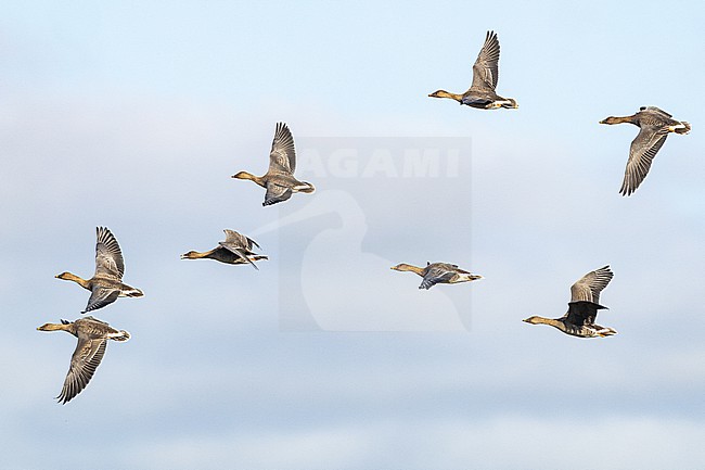  stock-image by Agami/Menno van Duijn,