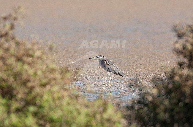 Second-winter Night Heron (Nycticorax nycticorax) resting on mudflat during migration in Egypt. stock-image by Agami/Edwin Winkel,