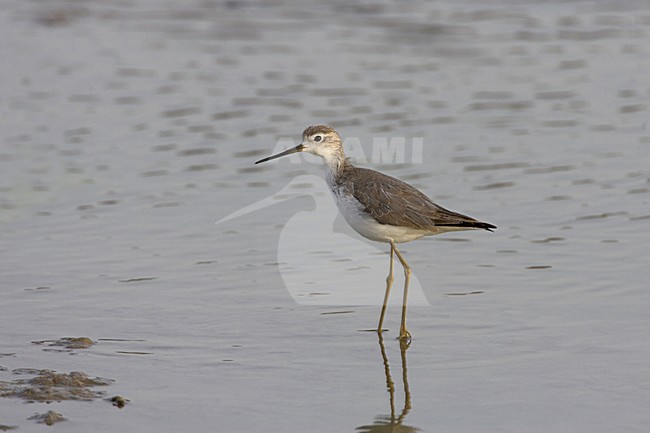 Poelruiter in winterkleed; Marsh Sandpiper in winter plumage stock-image by Agami/Arie Ouwerkerk,