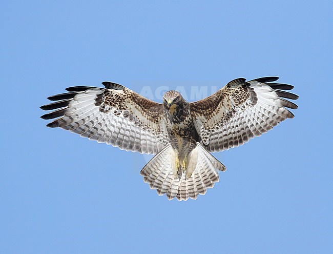 Common Buzzard (Buteo buteo) hanging still in mid-air in Friesland, Netherlands. Hovering above a meadow and looking for a prey. stock-image by Agami/Reint Jakob Schut,