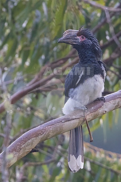 Trumpeter hornbill (Bycanistes bucinator) perched in a tree in Tanzania. stock-image by Agami/Dubi Shapiro,