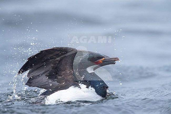 Adult Campbell Shag (Leucocarbo campbelli) on Campbell island in subantarctic New Zealand. Swimming in the bay and bading. stock-image by Agami/Marc Guyt,