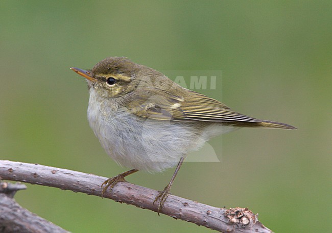 Two-barred Warbler perched on branch China, Swinhoes Boszanger zittend op tak China stock-image by Agami/Ran Schols,