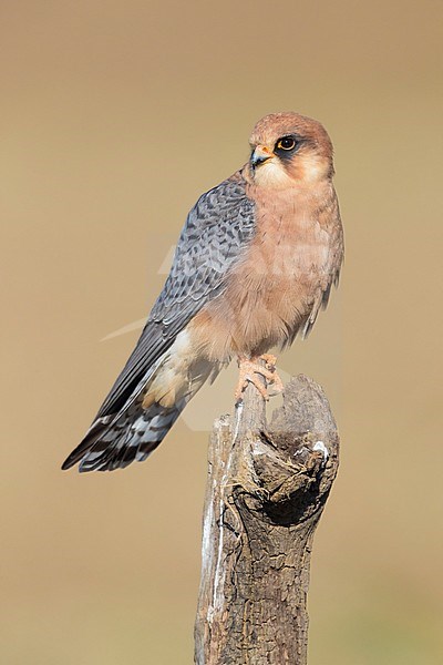 Red-footed Falcon (Falco vespertinus), adult female stock-image by Agami/Saverio Gatto,