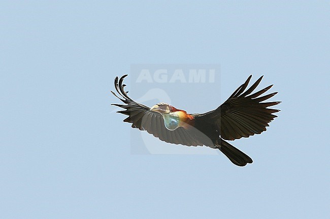 Sumba hornbill (Rhyticeros everetti) in the Lesser Sundas, Indonesia. stock-image by Agami/James Eaton,