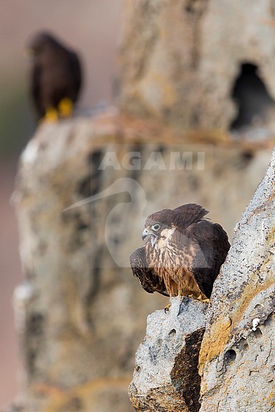 Eleonora's Falcon (Falco eleonorae), stock-image by Agami/Saverio Gatto,