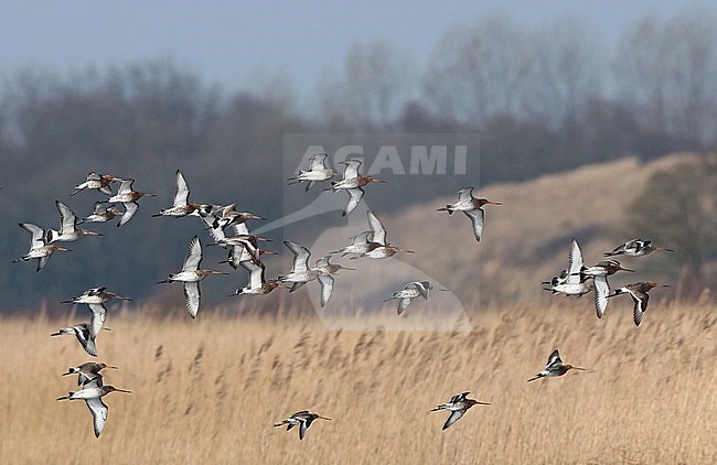 Black-tailed Godwit (Limosa limosa) group flying above a reed field, seen from the side. stock-image by Agami/Fred Visscher,