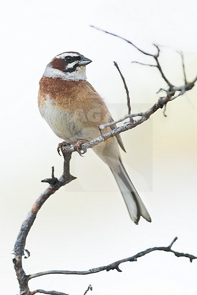 Meadow Bunting - Wiesenammer - Emberiza cioides ssp. cioides, Russia (Baikal), adult male stock-image by Agami/Ralph Martin,