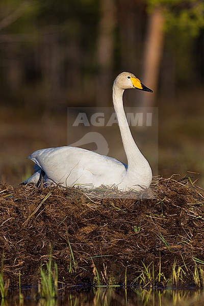 Whooper Swan  (Cygnus cygnus), adult sitting on the nest, Ivalo, Lappland, Finland stock-image by Agami/Saverio Gatto,